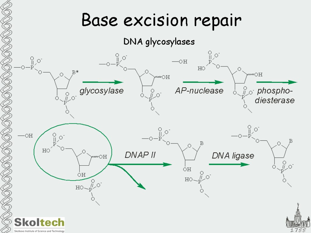 Base excision repair DNA glycosylases